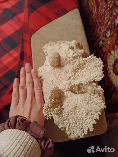 Коралл большой