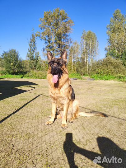 Немецкая овчарка вязка