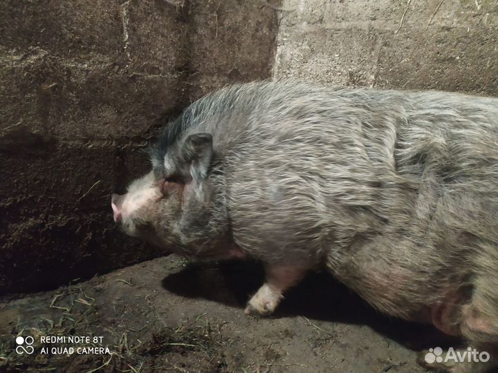 Вьетнамский вислобрюхий хряк