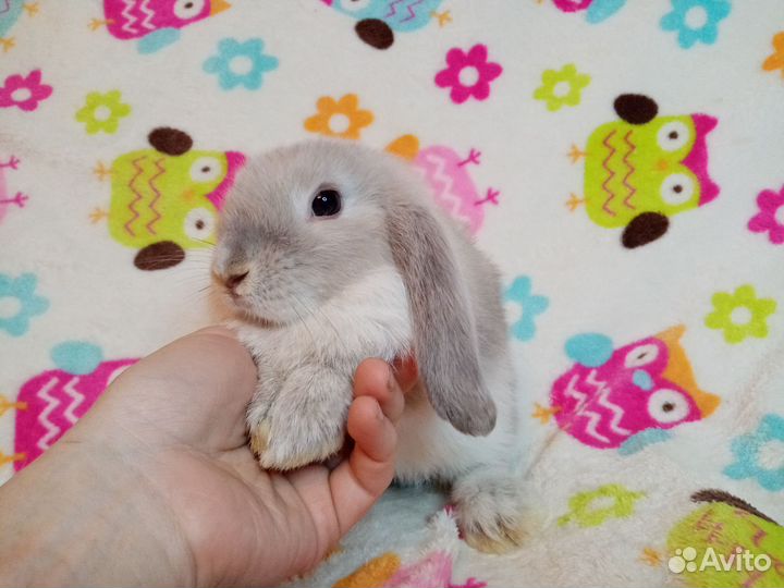 Кролик вислоухий баран мальчик 2 мес