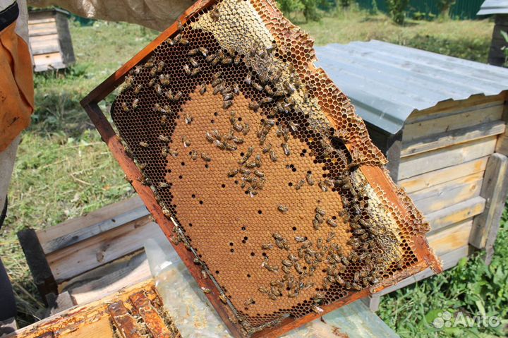 Продам пчёл