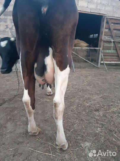 С/х животные коровы