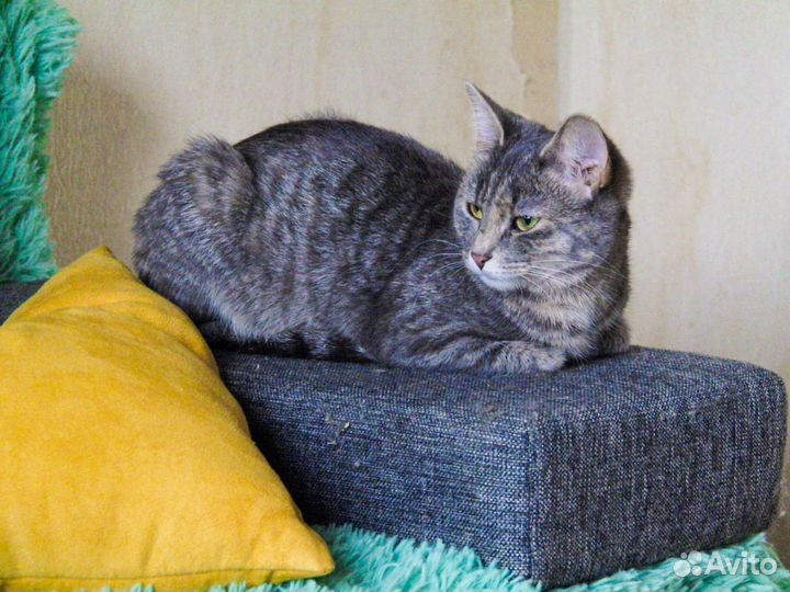 Кошки в добрые руки