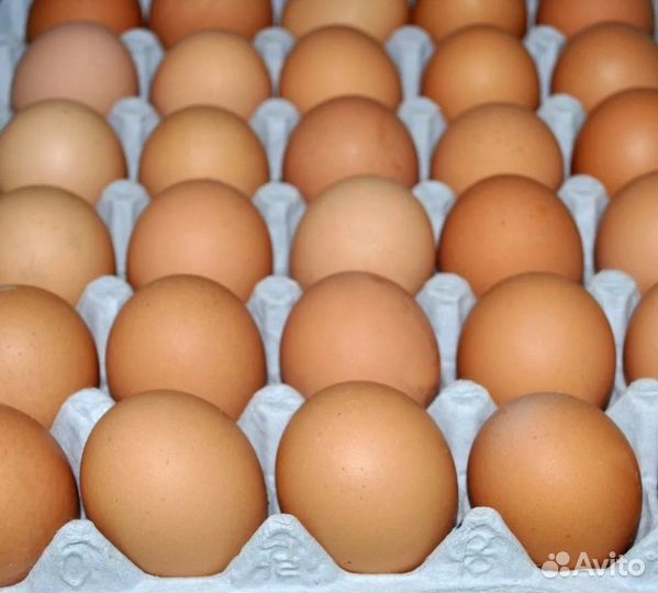 Домашние куриные яйца