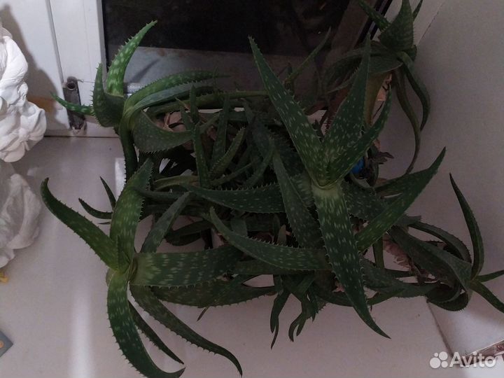 Алоэ столетник