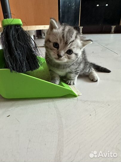 Шотландские котята