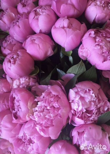 Пионы саженцы