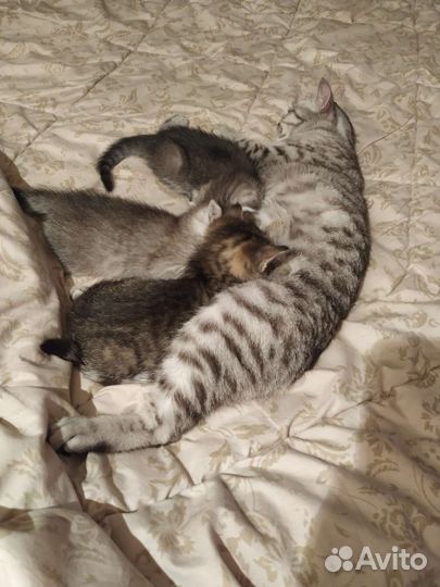 Шотландские котята