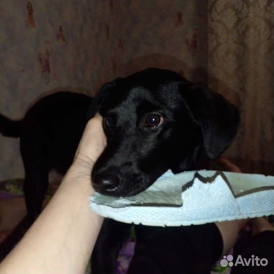 Собака в добрые руки лабрадор