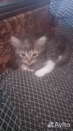 Кошечка бесплатно