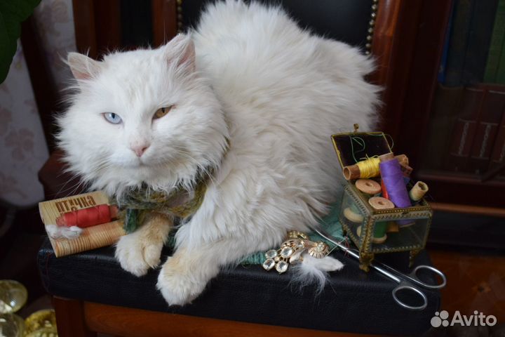 Котенок Том. Курильский бобтейл