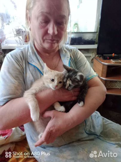Котята в добрые руки бесплатно