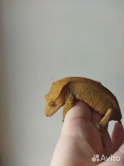 Змеи гекконы маисы удавы отправки