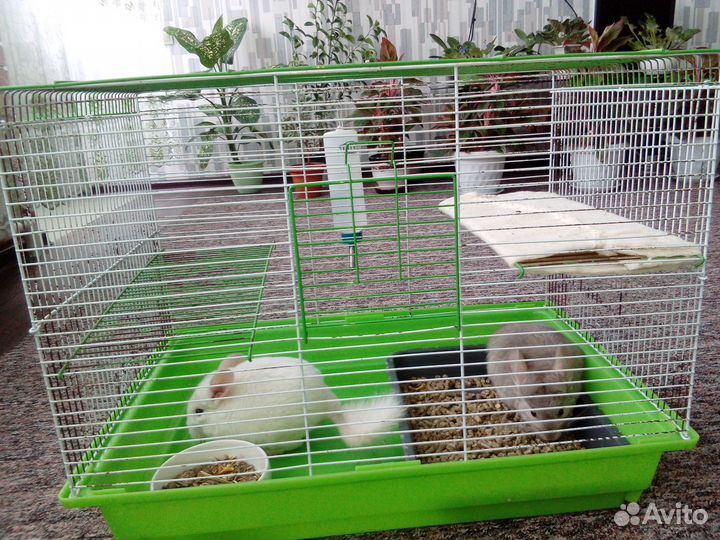 Продам шиншилл