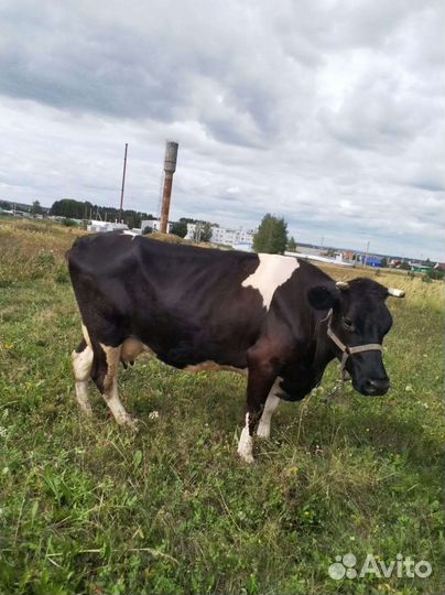 Корова дойная