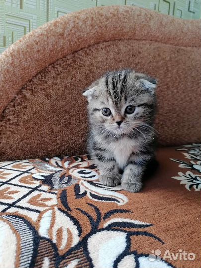 Шотландская