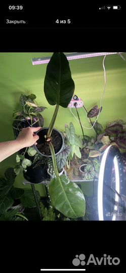 Распродажа