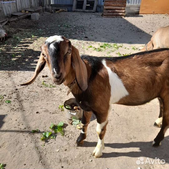 Англо нубийские козлы