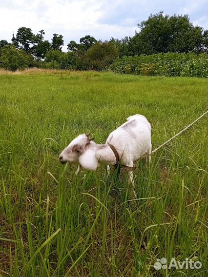 Нубийские козы