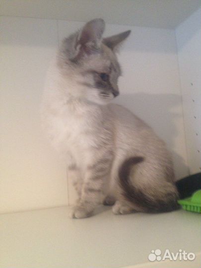 Котенок в добрые руки