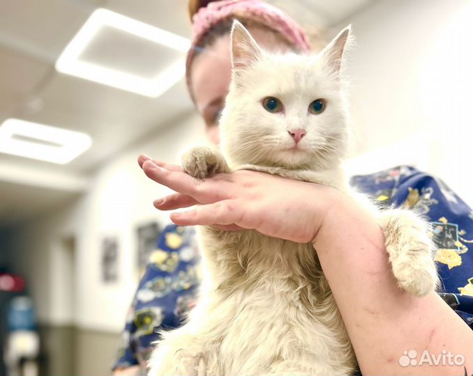 Котик счастье в самые-самые добрые ручки