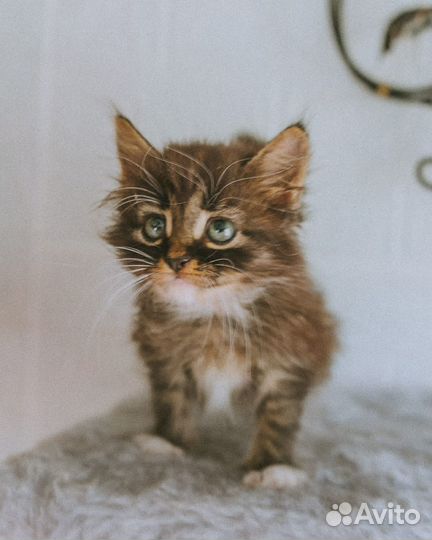 Котенок, мальчик