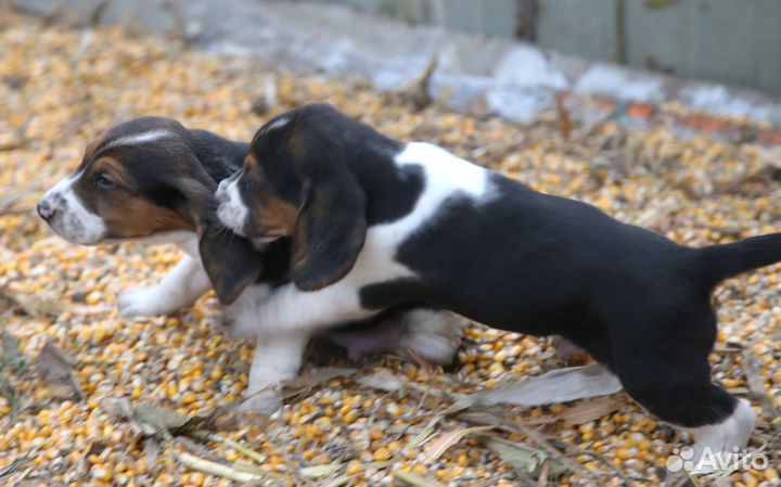 Эстонская гончая щенки