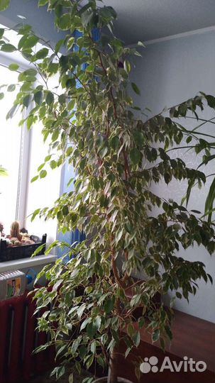 Цветы любимые