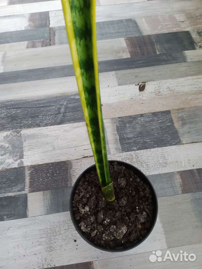 Комнатные цветы