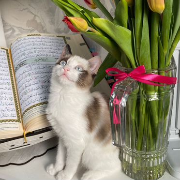 Рэгдолл котёнок