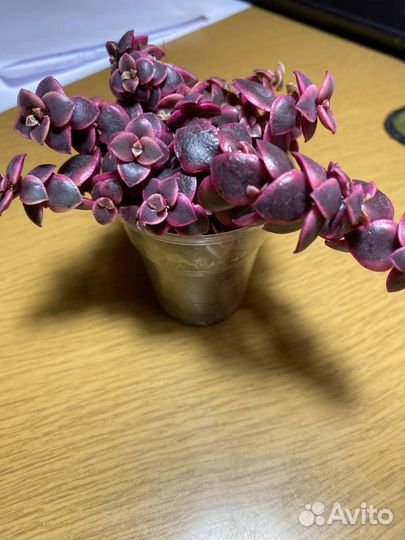 Суккуленты