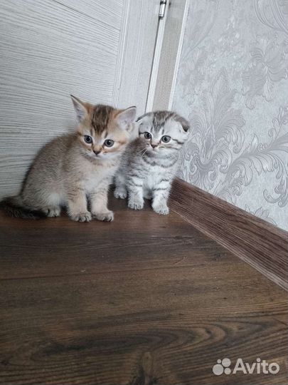 Шотландская