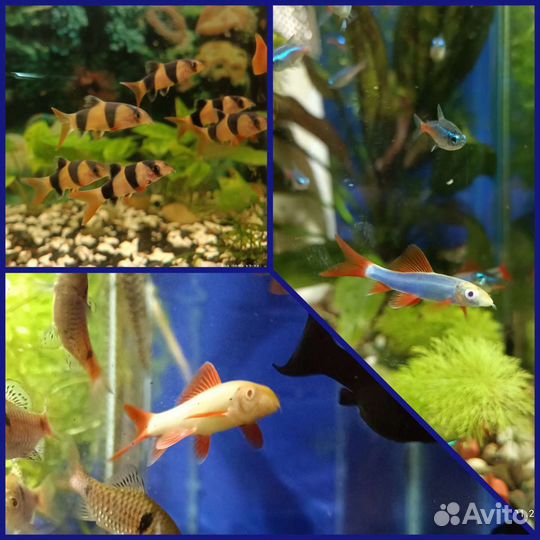 Аквариумные рыбки