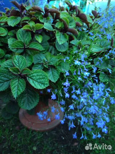 Плектрантус