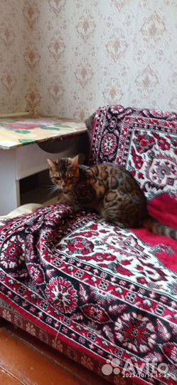 Отдам в добрые руки