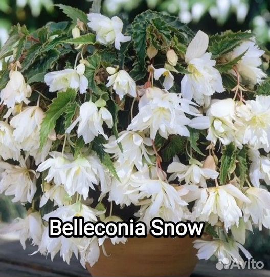 Бегония ампельная