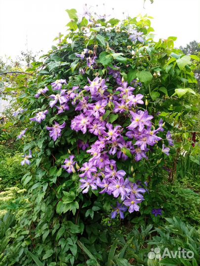 Арка садовая