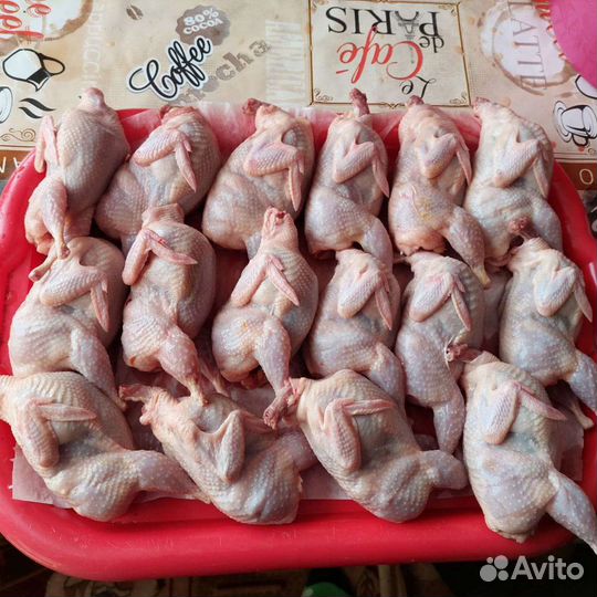 Перепела,Перепелка