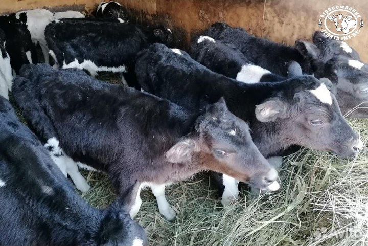 Телята бычки