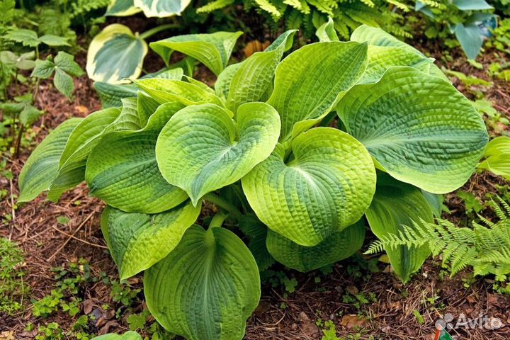 Саженцы хосты