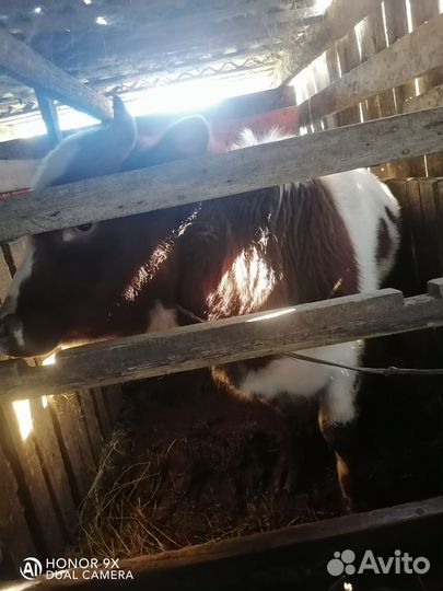 Тёлки домашние