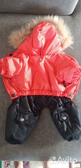 Одежда для собак