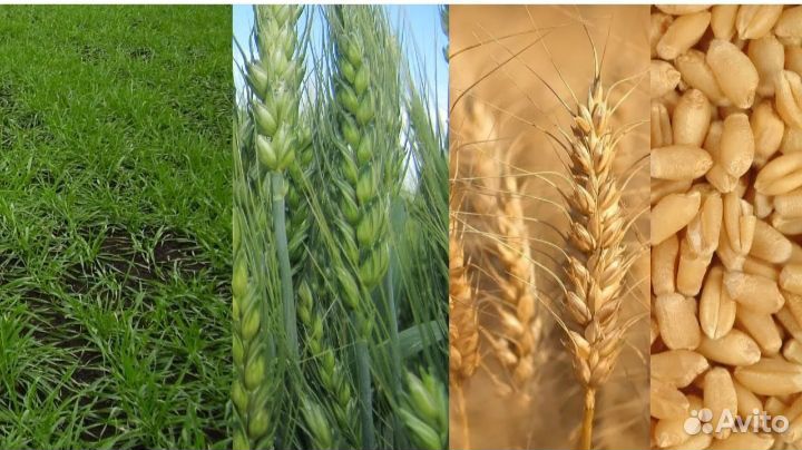Пшеница озимая