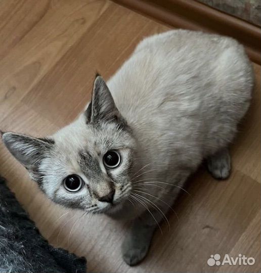 Тайская кошечка