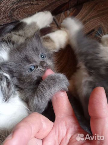 Сибирские котята бесплатно объявление продам