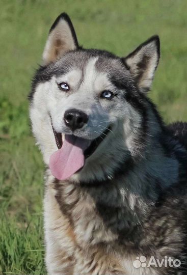Красивая девочка хаски ищет дом в добрые руки