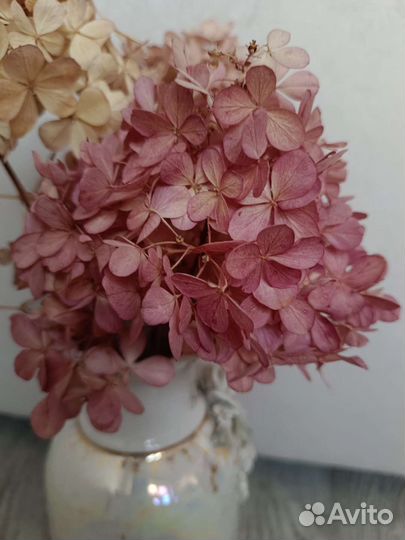 Гортензия сухоцвет