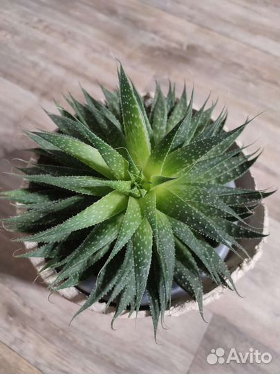 Алоэ остистое аристата