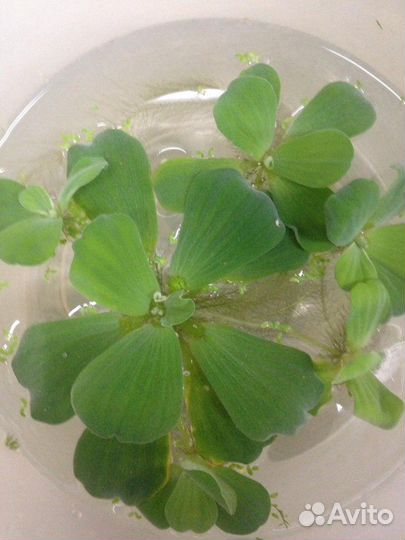 Золотая рыбка в круглом аквариуме