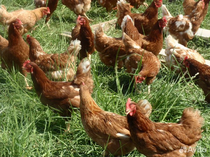 Курочка несушка